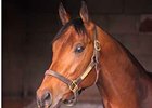 Friesan Fire<br><a target="blank" href="http://www.bloodhorse.com/horse-racing/photo-store?ref=http%3A%2F%2Fpictopia.com%2Fperl%2Fgal%3Fprovider_id%3D368%26ptp_photo_id%3D8020656%26ref%3Dstory">Order This Photo</a>