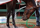 Preakness: Orb Gets a Bath Preakness Morning Preakness: Orb Gets a Bath Preakness Morning