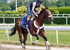 Mucho Macho Man to Make Return at Aqueduct Mucho Macho Man to Make Return at Aqueduct