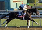Slim Shadey
<br><a target="blank" href="http://photos.bloodhorse.com/BreedersCup/2012-Breeders-Cup/Works/26130247_gxH6nS#!i=2180223202&k=Ddfvh55">Order This Photo</a>