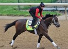 Palace Malice<br><a target="blank" href="http://photos.bloodhorse.com/TripleCrown/2013-Triple-Crown/Kentucky-Derby-Workouts/29026796_jvcnn8#!i=2484487461&k=H9jwJH2">Order This Photo</a>