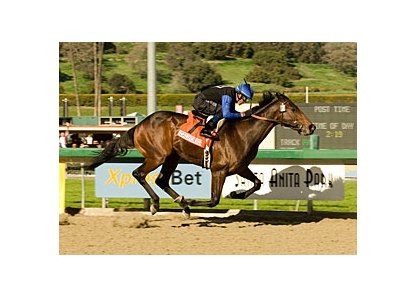 Bob Black Jack's owners are considering running the Santa Anita Derby (gr. I) runner-up in the Kentucky Derby (gr. I). <br><a target="blank" href="http://www.bloodhorse.com/horse-racing/photo-store?ref=http%3A%2F%2Fpictopia.com%2Fperl%2Fgal%3Fprovider_id%3D368%26ptp_photo_id%3D3399818%26ref%3Dstory">Order This Photo</a>
