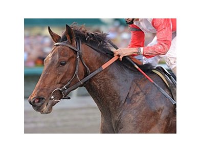 Orb
<br><a target="blank" href="http://photos.bloodhorse.com/AtTheRaces-1/at-the-races-2013/27257665_QgCqdh#!i=2433722835&k=jdtMhTq">Order This Photo</a>