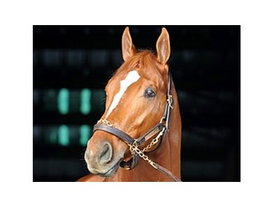 Curlin