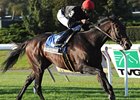 Boisterous takes control in the Knickerbocker Stakes.<br><a target="blank" href="http://photos.bloodhorse.com/AtTheRaces-1/at-the-races-2012/22274956_jFd5jM#!i=2147306952&k=BxH84pm">Order This Photo</a>