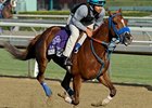 Almudena<br><a target="blank" href="http://photos.bloodhorse.com/BreedersCup/2012-Breeders-Cup/Works/26130247_gxH6nS#!i=2187190620&k=sh5K3XW">Order This Photo</a>