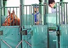 Curlin Faces Five in Dubai Curlin Faces Five in Dubai