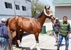Kentucky Oaks Field Could be Full Kentucky Oaks Field Could be Full
