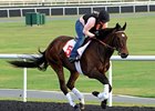 International Field Set for Dubai World Cup International Field Set for Dubai World Cup