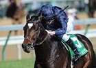 2011 Breeders' Cup Juvenile Turf winner Wrote is one the Coolmore horses headed to Dubai.<br><a target="blank" href="http://www.bloodhorse.com/horse-racing/photo-store?ref=http%3A%2F%2Fpictopia.com%2Fperl%2Fgal%3Fprovider_id%3D368%26ptp_photo_id%3D9750687%26ref%3Dstory">Order This Photo</a>