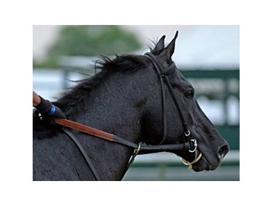 Mylute at Pimlico on May 16.<br><a target="blank" href="http://photos.bloodhorse.com/TripleCrown/2013-Triple-Crown/Preakness-Stakes-138/29423277_98XmS6#!i=2515977748&k=XS9vvbC">Order This Photo</a>