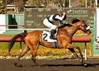 Byrama streaks to victory in the Vanity Handicap.