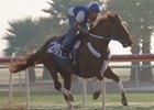 Curlin in Sharp Workout for World Cup Curlin in Sharp Workout for World Cup