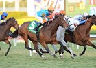 Heavenly Landing won the Marshua's River by a nose on Jan. 7.<br><a target="blank" href="http://www.bloodhorse.com/horse-racing/photo-store?ref=http%3A%2F%2Fpictopia.com%2Fperl%2Fgal%3Fprovider_id%3D368%26ptp_photo_id%3D9796219%26ref%3Dstory">Order This Photo</a>