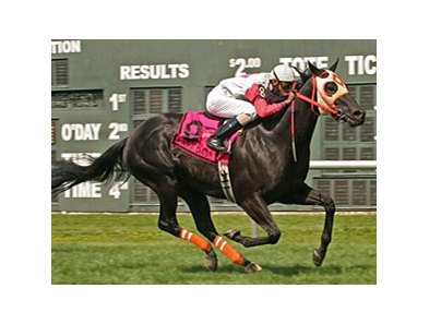 Ben's Cat wins the Prax Dash.