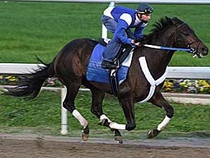 War Pass Tops Haskin's Derby Dozen War Pass Tops Haskin's Derby Dozen