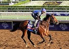 Cigar Mile Stakes Card Fields Taking Shape Cigar Mile Stakes Card Fields Taking Shape