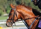 Summer Bird<br><a target="blank" href="http://www.bloodhorse.com/horse-racing/photo-store?ref=http%3A%2F%2Fpictopia.com%2Fperl%2Fgal%3Fprovider_id%3D368%26ptp_photo_id%3D8598914%26ref%3Dstory">Order This Photo</a>