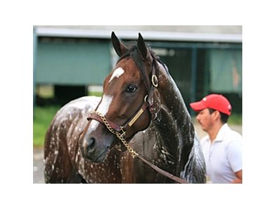 Rachel Alexandra