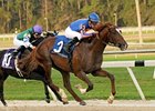 Maiden Battle Hardened Gets Up in Sam Davis Maiden Battle Hardened Gets Up in Sam Davis