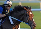 Works for Zenyatta and Rachel Alexandra Works for Zenyatta and Rachel Alexandra