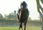 Western Aristocrat, son of Mr. Greeley, won the Jamaica Handicap on Oct. 8.<br><a target="blank" href="http://www.bloodhorse.com/horse-racing/photo-store?ref=http%3A%2F%2Fpictopia.com%2Fperl%2Fgal%3Fprovider_id%3D368%26ptp_photo_id%3D9705417%26ref%3Dstory">Order This Photo</a>