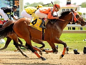 Contessa Resumes Pimlico Roll in Sprint Contessa Resumes Pimlico Roll in Sprint