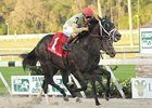 Tampa Bay Derby Winner Prospective