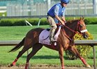 Rose to Gold<br><a target="blank" href="http://photos.bloodhorse.com/TripleCrown/2013-Triple-Crown/Kentucky-Derby-Workouts/29026796_jvcnn8#!i=2490704665&k=QTSLNSw">Order This Photo</a>