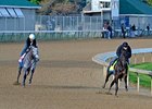 Code West and Midnight Lucky work in company 4/28/2013.
<br><a target="blank" href="http://photos.bloodhorse.com/TripleCrown/2013-Triple-Crown/Kentucky-Derby-Workouts/29026796_jvcnn8#!i=2481404746&k=hMcTqgc">Order This Photo</a>