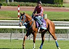 Turf stakes winner Brown Almighty will try dirt in the Smarty Jones.<br><a target="blank" href="http://photos.bloodhorse.com/BreedersCup/2012-Breeders-Cup/Works/26130247_gxH6nS#!i=2185592502&k=5M5tTG2">Order This Photo</a>