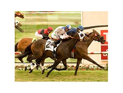 Wasted Tears defeated Lilly Fa Pootz by a nose to register her 10th consecutive win on turf in Del Mar's John C. Mabee Stakes.<br><a target="blank" href="http://www.bloodhorse.com/horse-racing/photo-store?ref=http%3A%2F%2Fpictopia.com%2Fperl%2Fgal%3Fprovider_id%3D368%26ptp_photo_id%3D9145828%26ref%3Dstory">Order This Photo</a>
