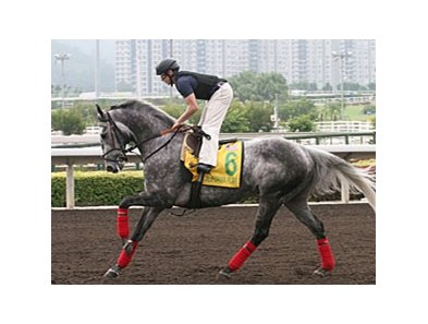 Cathay Pacific Hong Kong Sprint hopeful California Flag prepping on December 12.