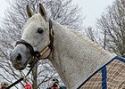 Silver Charm poses for fans at Old Friends Farm.
<br><a target="blank" href="http://photos.bloodhorse.com/OntheFarm/On-the-farm/i-nJCw8pS">Order This Photo</a>