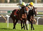 Matador wins the Cup and Saucer Stakes.