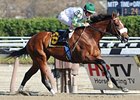 Mucho Macho Man returned to win by 5 3/4 lengths at Aqueduct Nov. 9.<br><a target="blank" href="http://www.bloodhorse.com/horse-racing/photo-store?ref=http%3A%2F%2Fpictopia.com%2Fperl%2Fgal%3Fprovider_id%3D368%26ptp_photo_id%3D9732441%26ref%3Dstory">Order This Photo</a>