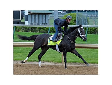 Revolutionary works towards the Kentucky Derby at Churchill Downs 4/27/2013.
<br><a target="blank" href="http://photos.bloodhorse.com/TripleCrown/2013-Triple-Crown/Kentucky-Derby-Workouts/29026796_jvcnn8#!i=2479774050&k=NcdRQrK">Order This Photo</a>