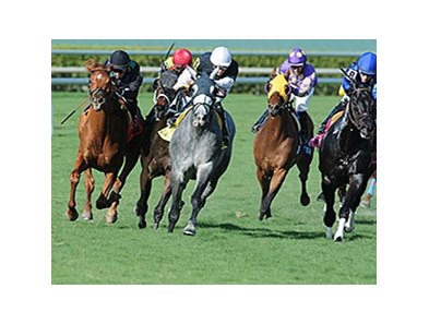 Manchurian High wins the 2015 Florida Sunshine Millions Turf Stakes.