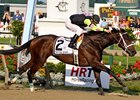 Payton d'Oro Wires Black-Eyed Susan Field Payton d'Oro Wires Black-Eyed Susan Field