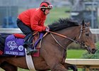 Goldikova<br><a target="blank" href="http://www.bloodhorse.com/horse-racing/photo-store?ref=http%3A%2F%2Fpictopia.com%2Fperl%2Fgal%3Fprovider_id%3D368%26ptp_photo_id%3D9263161%26ref%3Dstory">Order This Photo</a>