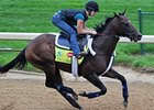 Falling Sky<br><a target="blank" href="http://photos.bloodhorse.com/TripleCrown/2013-Triple-Crown/Kentucky-Derby-Workouts/29026796_jvcnn8#!i=2484472904&k=r5xp9j3">Order This Photo</a>
