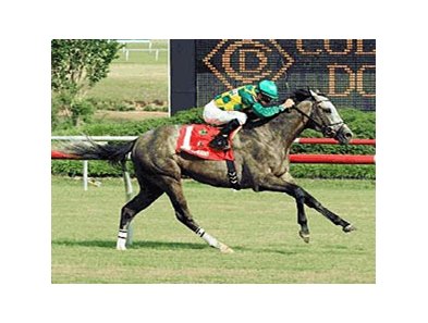 Paddy O'Prado won the 2010 Colonial Turf Cup.