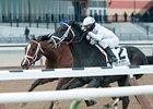 Withers Stakes winner Revolutionary<br><a target="blank" href="http://photos.bloodhorse.com/AtTheRaces-1/at-the-races-2013/27257665_QgCqdh#!i=2347672001&k=jr8rJdS">Order This Photo</a>