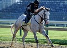 Cozzetti at Pimlico<br><a target="blank" href="http://photos.bloodhorse.com/TripleCrown/2012-Triple-Crown/Preakness-Stakes-137/23013252_TrG3NS#!i=1854021721&k=ZdnCPgp">Order This Photo</a>