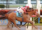 Pretty Prolific rallies to win the Sugar Swirl in a photo.<br><a target="blank" href="http://www.bloodhorse.com/horse-racing/photo-store?ref=http%3A%2F%2Fpictopia.com%2Fperl%2Fgal%3Fprovider_id%3D368%26ptp_photo_id%3D8735846%26ref%3Dstory">Order This Photo</a>