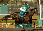 If Zenyatta runs in the Breeders' Cup Classic, she will be the favorite on the official Breeders' Cup morning line.<br><a target="blank" href="http://www.bloodhorse.com/horse-racing/photo-store?ref=http%3A%2F%2Fpictopia.com%2Fperl%2Fgal%3Fprovider_id%3D368%26ptp_photo_id%3D8148336%26ref%3Dstory">Order This Photo</a>
