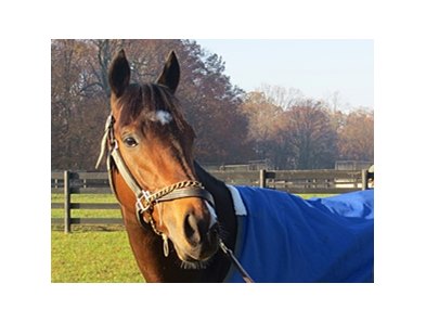 Paynter