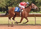 In 2008, Tin Cup Chalice became the first, and so far only, horse to sweep the Big Apple Triple.