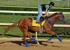 Jayaramans Hope Belmont is For the Birds Jayaramans Hope Belmont is For the Birds