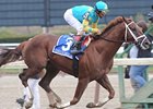 Eskendereya to Stand for $30,000 Eskendereya to Stand for $30,000